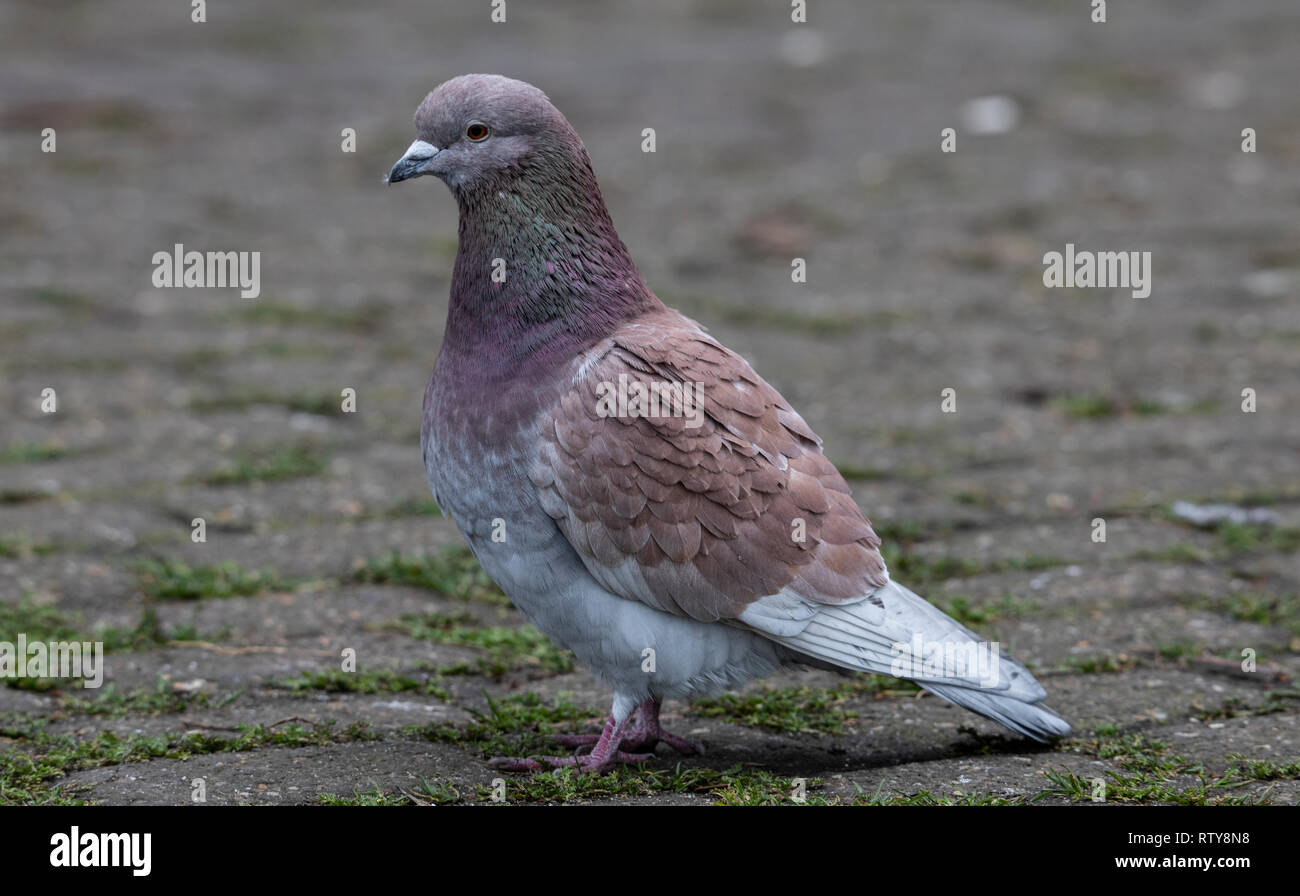 Pigeons and doves constitute the animal family Columbidae and the order Columbiformes, which includes about 42 genera and 310 species. They are stout- Stock Photo