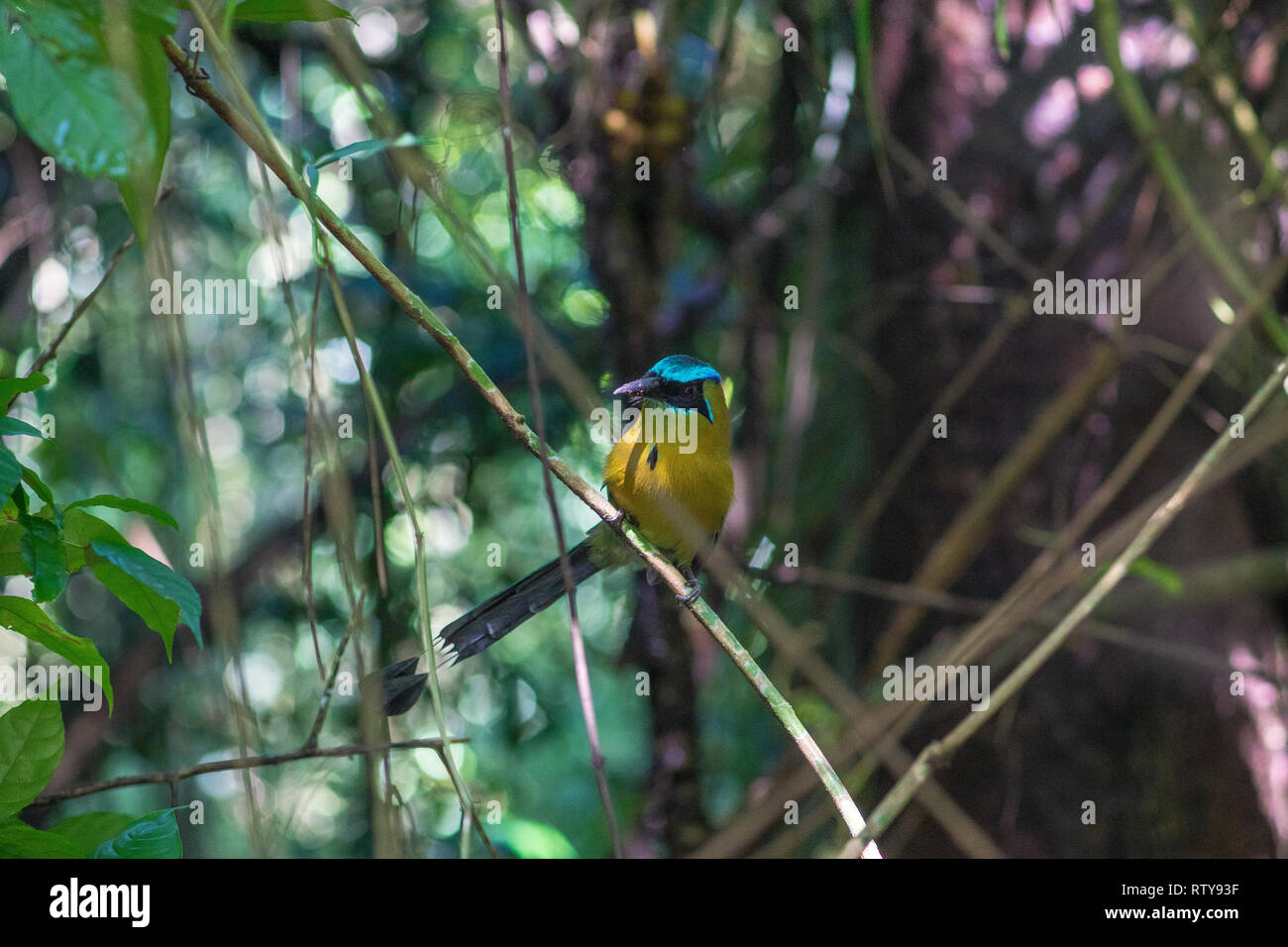 turquoisebrowed motmot (Eumomota superciliosa) also known as Torogoz