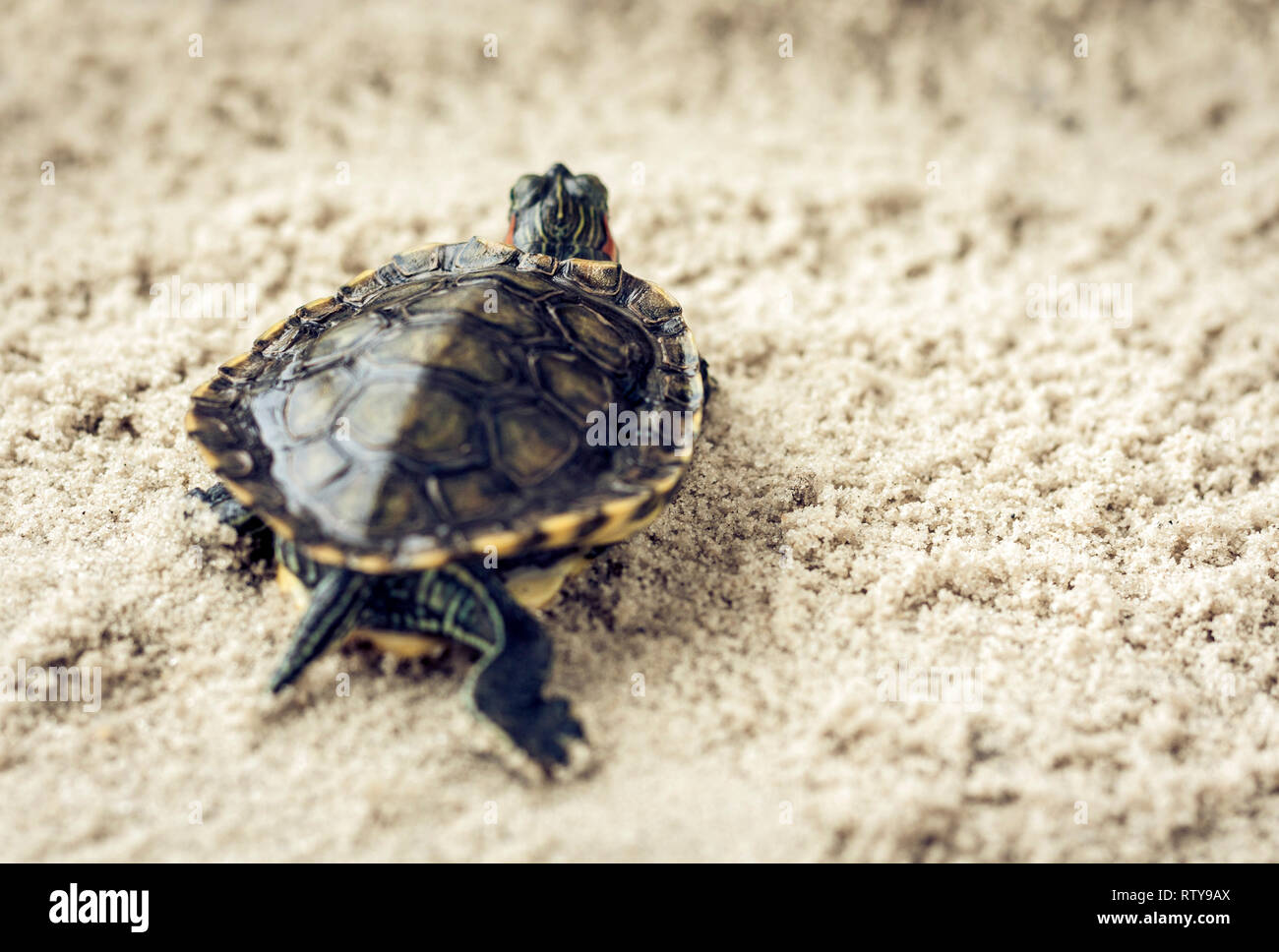 Common Slider, also known as Cumberland Slider Turtle, Red-eared Slider ...