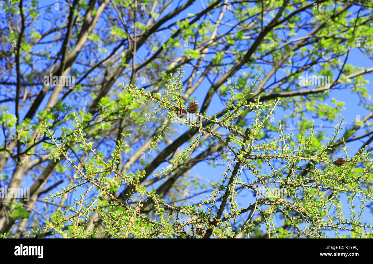 tree at spring in park Stock Photo - Alamy