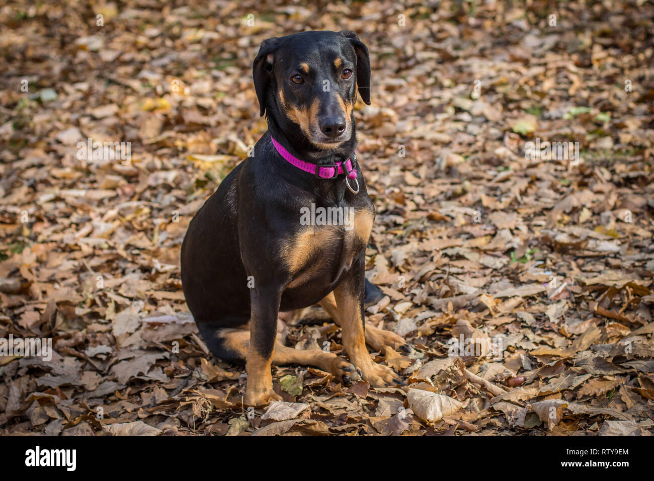 Cute black brown dog sitting in fallen leaves Stock Photo