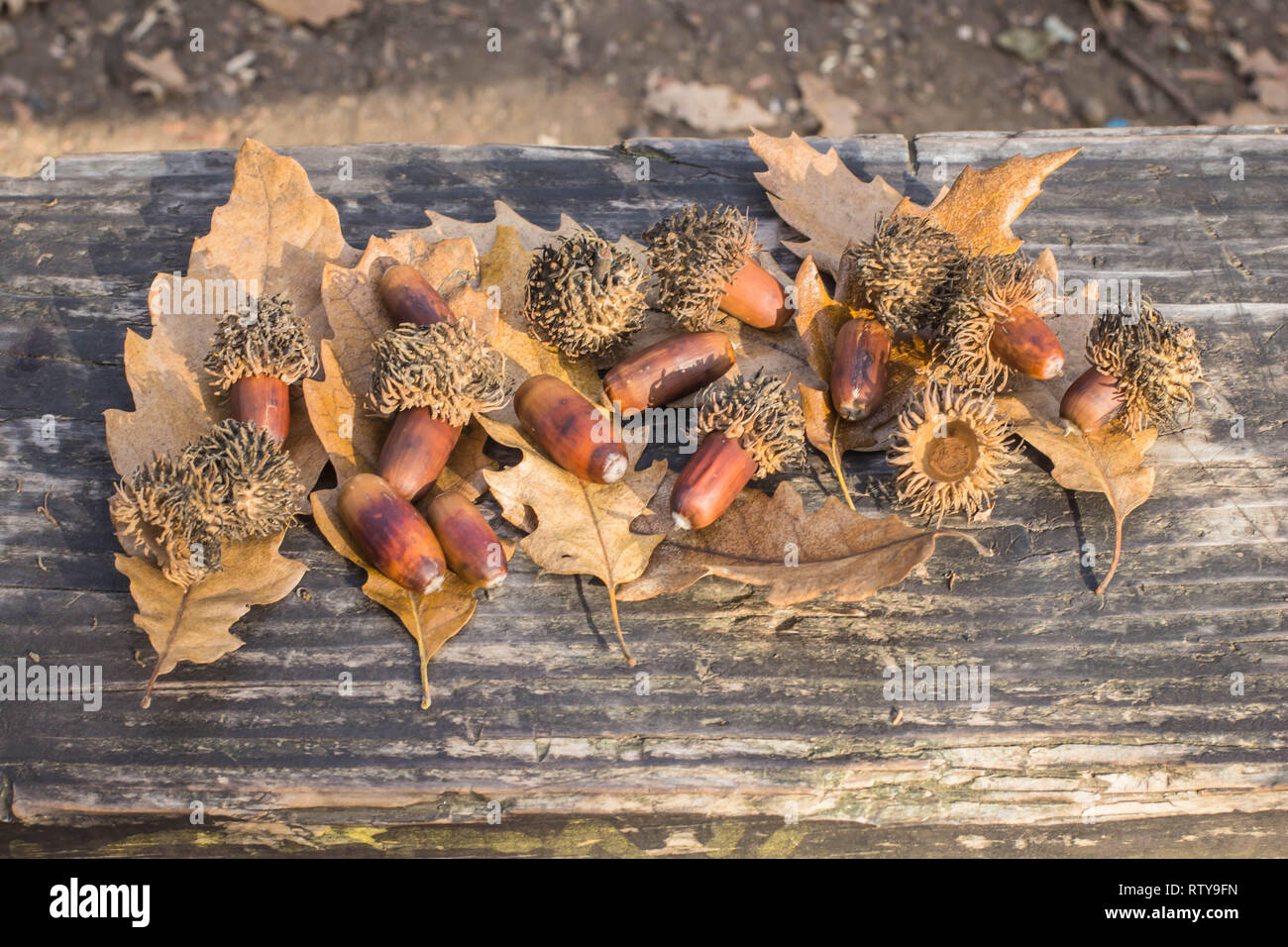 Mature acorns and fallen leaves of Turkey oak / Quercus cerris in Kosutnjak forest in Belgrade in Seriab Stock Photo