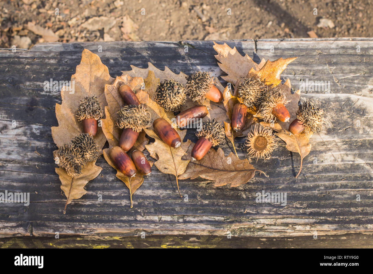 Mature acorns and fallen leaves of Turkey oak / Quercus cerris in Kosutnjak forest in Belgrade in Seriab Stock Photo