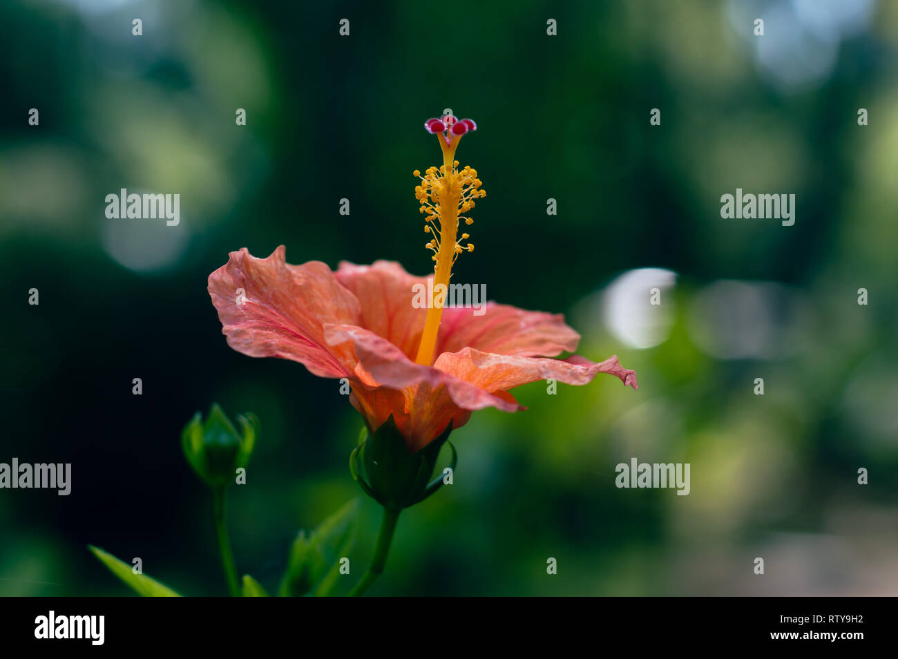 Peach hibiscus flowers hi-res stock photography and images - Alamy
