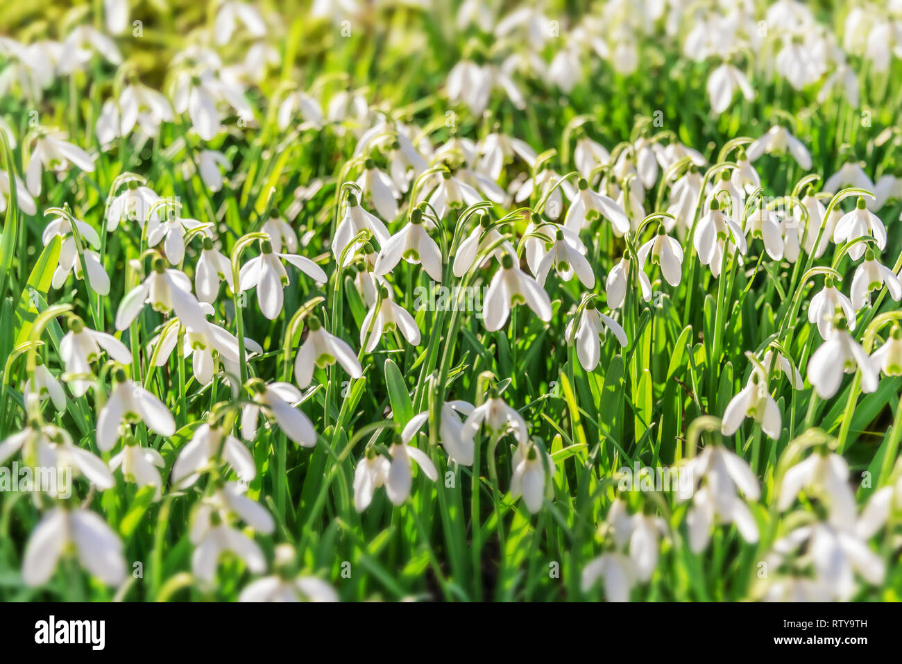 Snowdrop flowers (Galanthus nivalis) in the grass at the beginning of spring Stock Photo