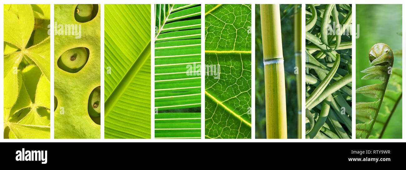 NaturalShades of green panoramic collage, green color in nature concept Stock Photo