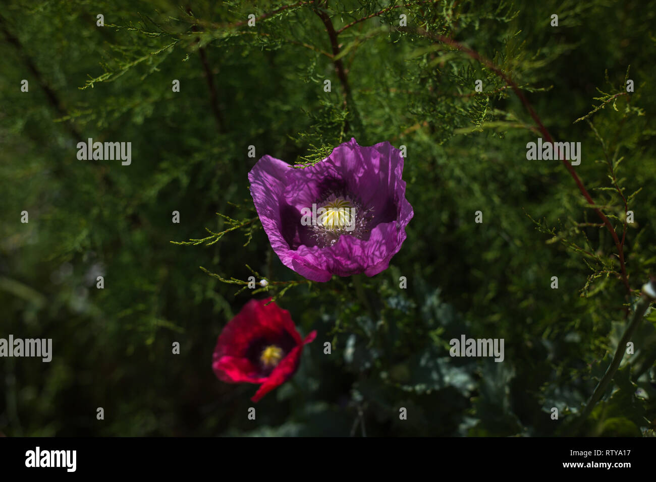 Flowers by the sea from Eastbourne England Stock Photo Alamy