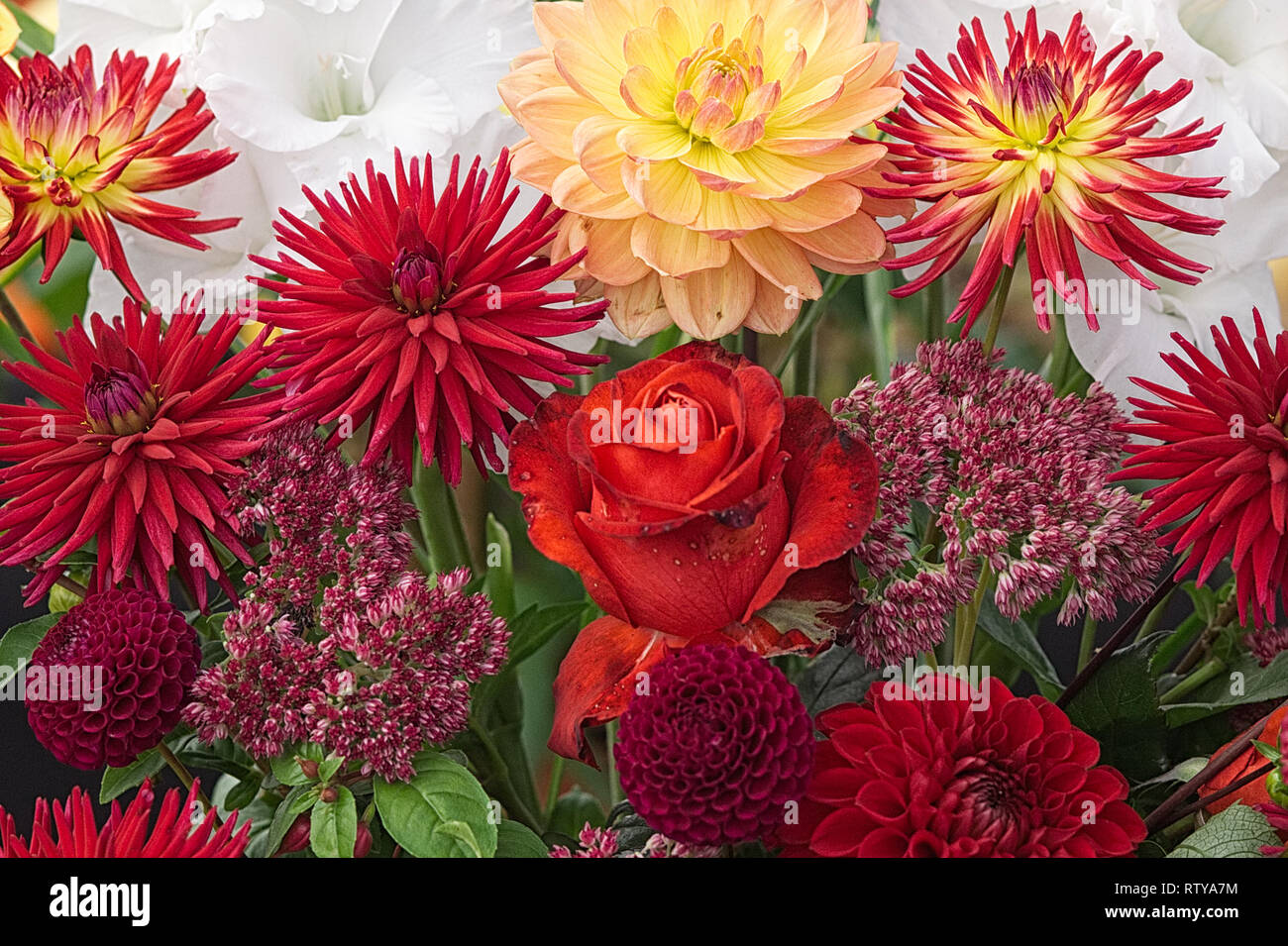 red and yellow floral display Stock Photo