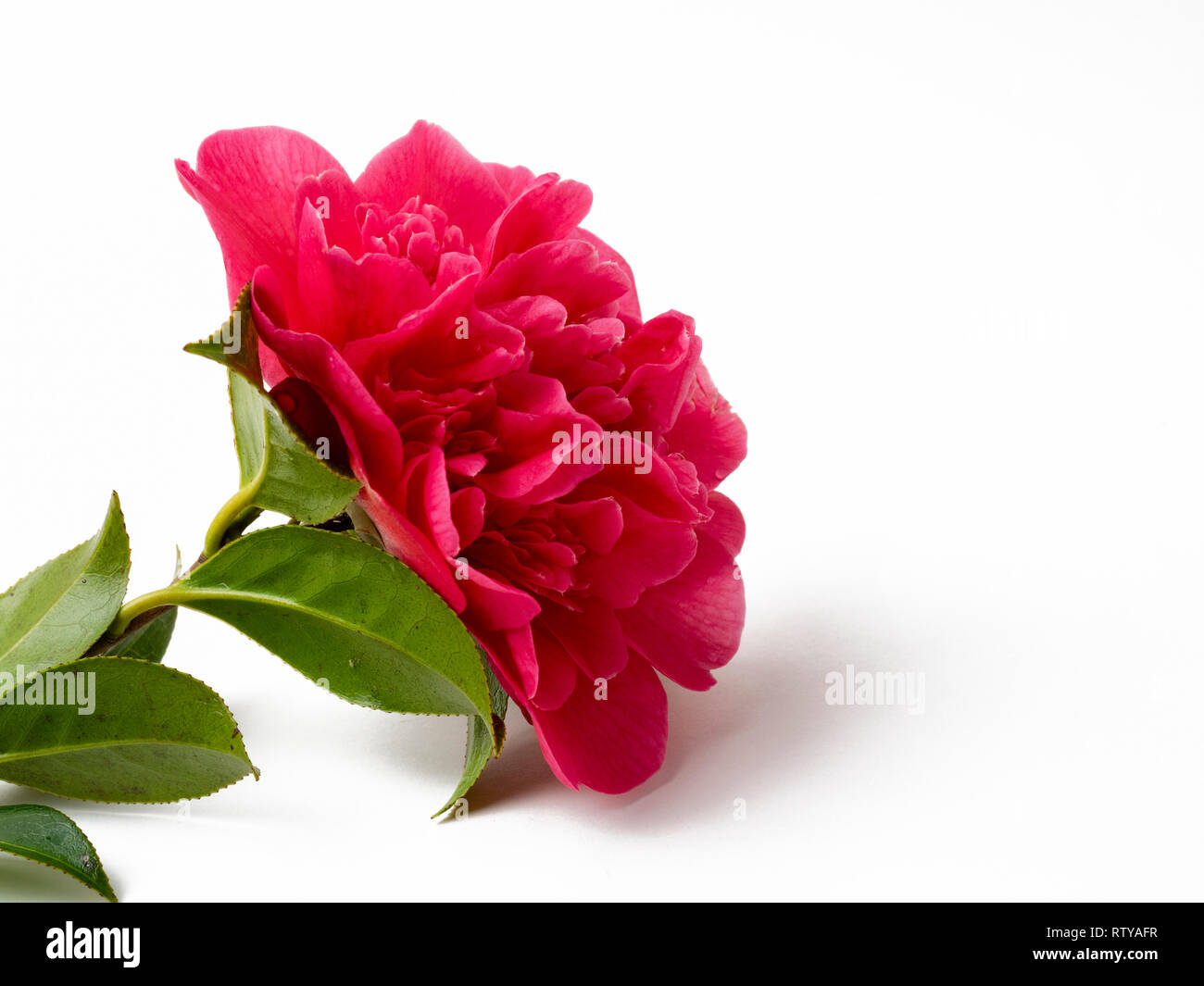 Single bloom of the peony centred Camellia x williamsii 'Anticipation' on a white background Stock Photo