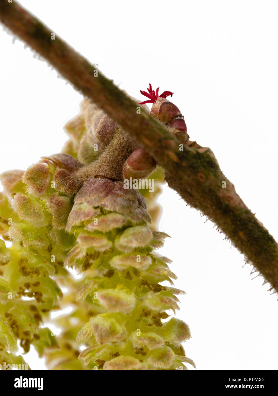 Close up of the male catkins of the UK native hazel, Corylus avellana, with the red female flower above the branch Stock Photo