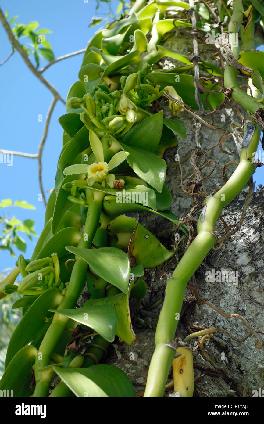 A vanilla orchid vine plant where wild vanilla flavor comes from Stock Photo