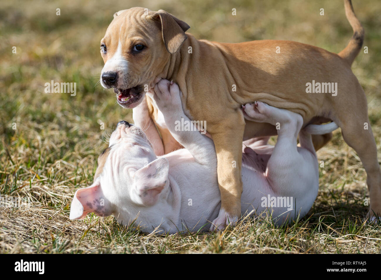 pitbull puppies playing