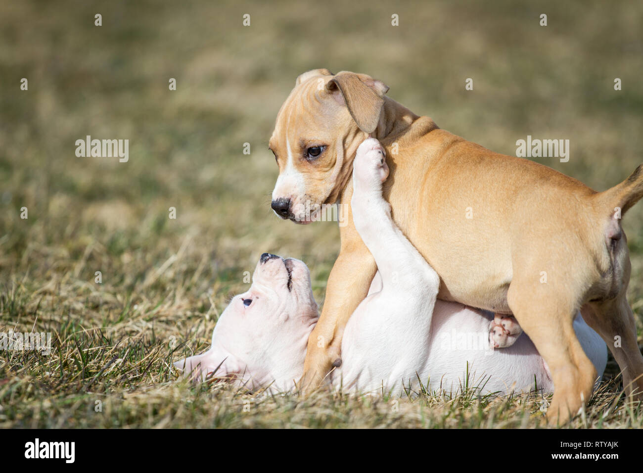 American Pit Bull Terrier puppies playing Stock Photo