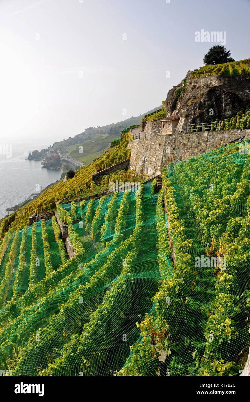 Switzerland: The wine yards and terraces Lavaux above lake Geneva belong to the Unesco World Heritage Stock Photo