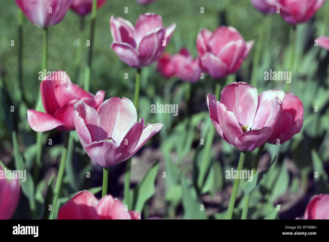 Red Tulip at Spring Stock Photo - Alamy