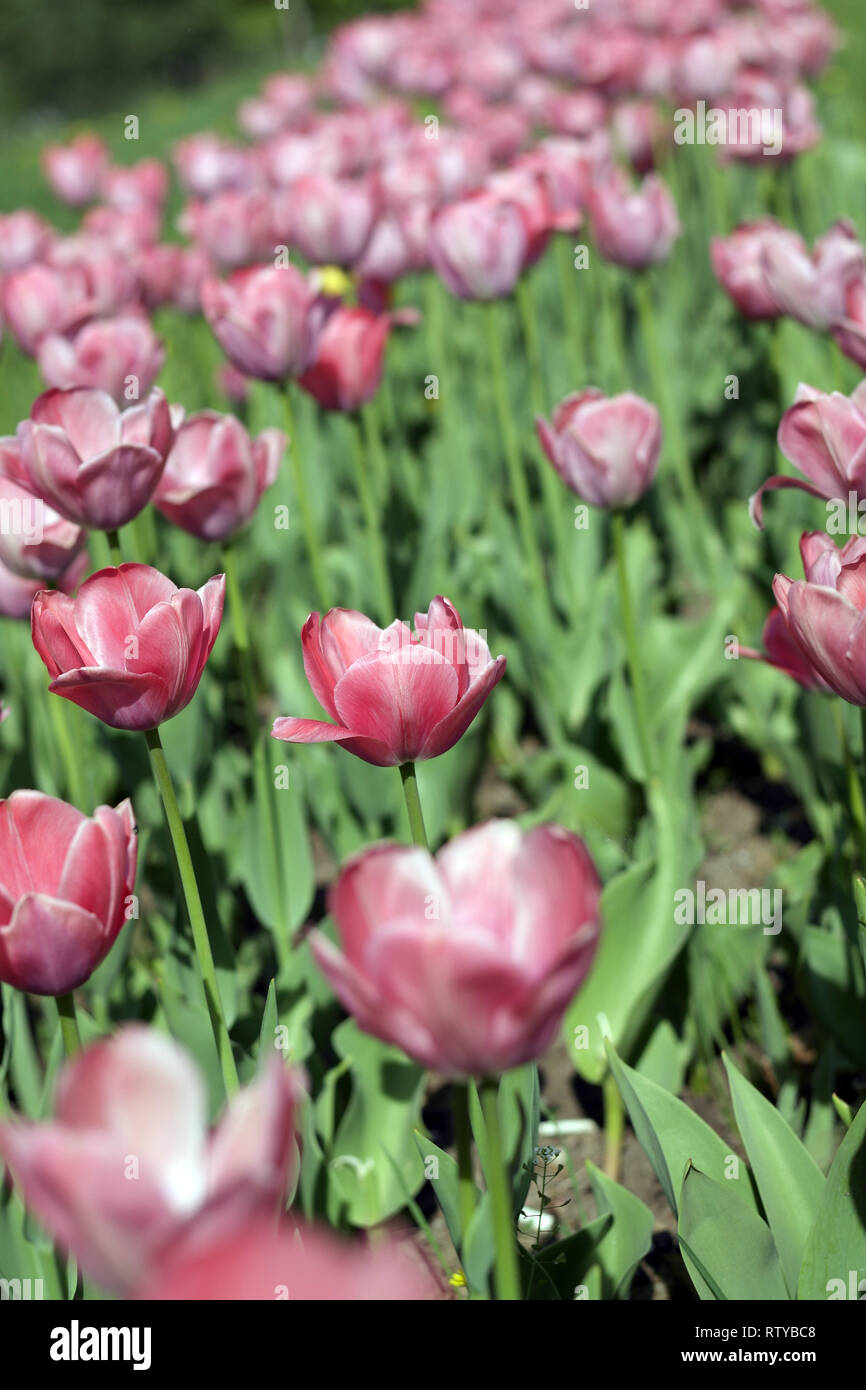 Red Tulip at Spring Stock Photo - Alamy