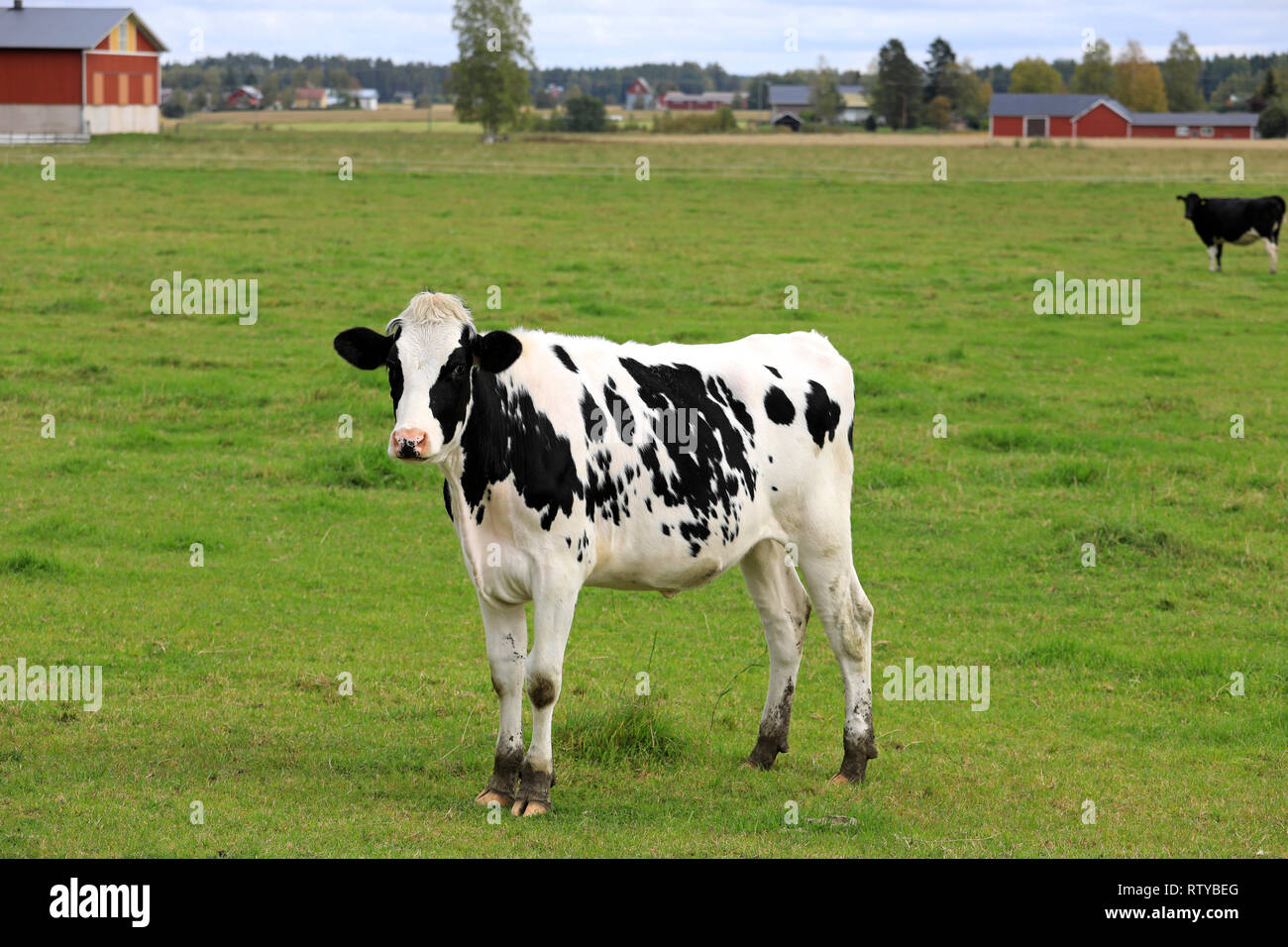 Young, curious Holstein-Friesian cow standing on green grassy farmland on a day of summer. Stock Photo