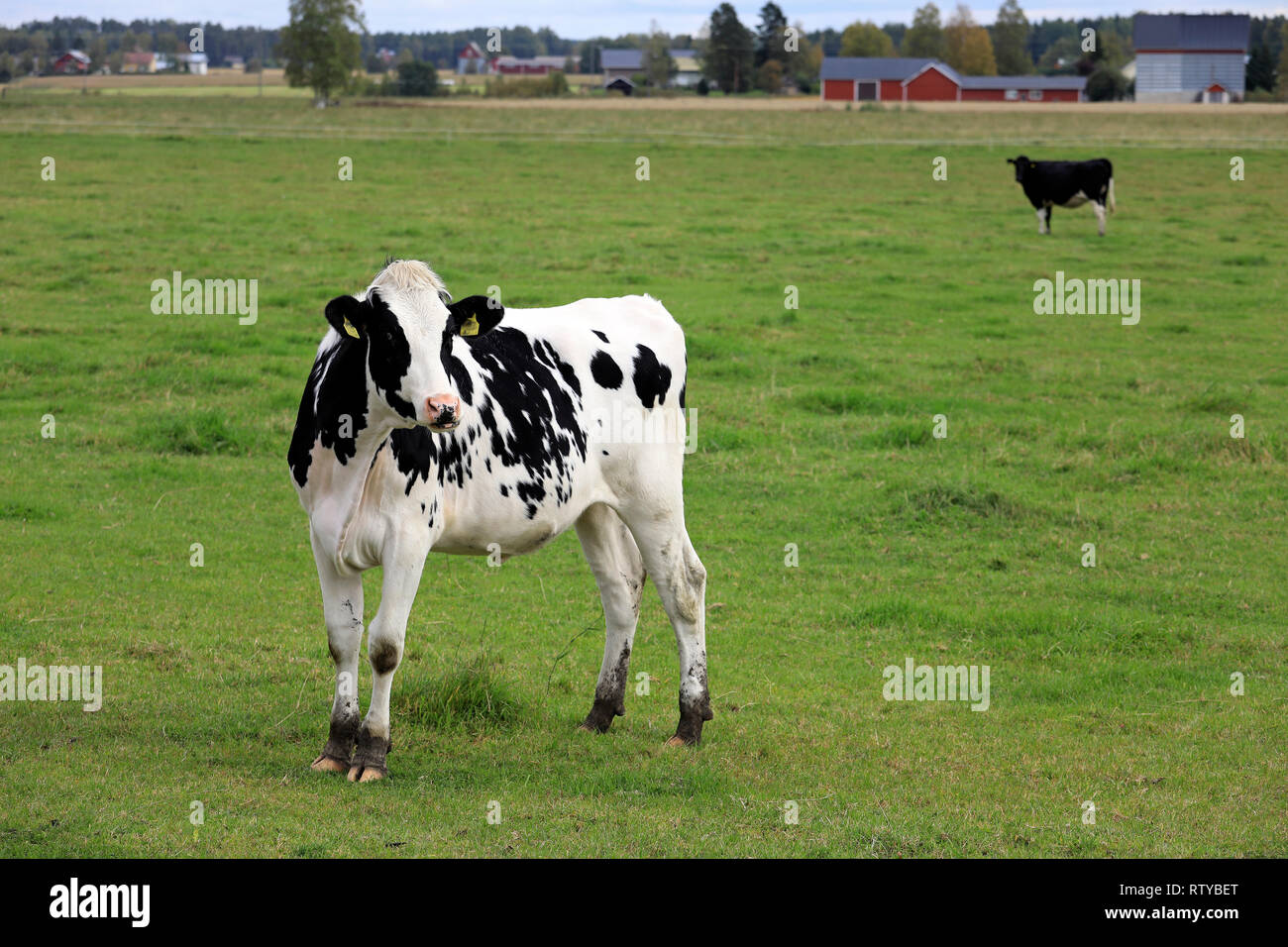 Young, curious Holstein-Friesian cow standing on green grassy farmland on a day of summer. Stock Photo