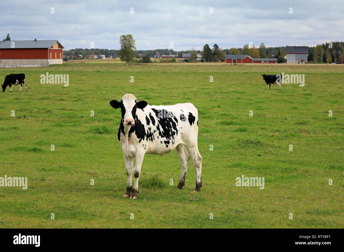 Young, curious Holstein-Friesian cow standing on green grassy cattle field on a day of summer. Stock Photo