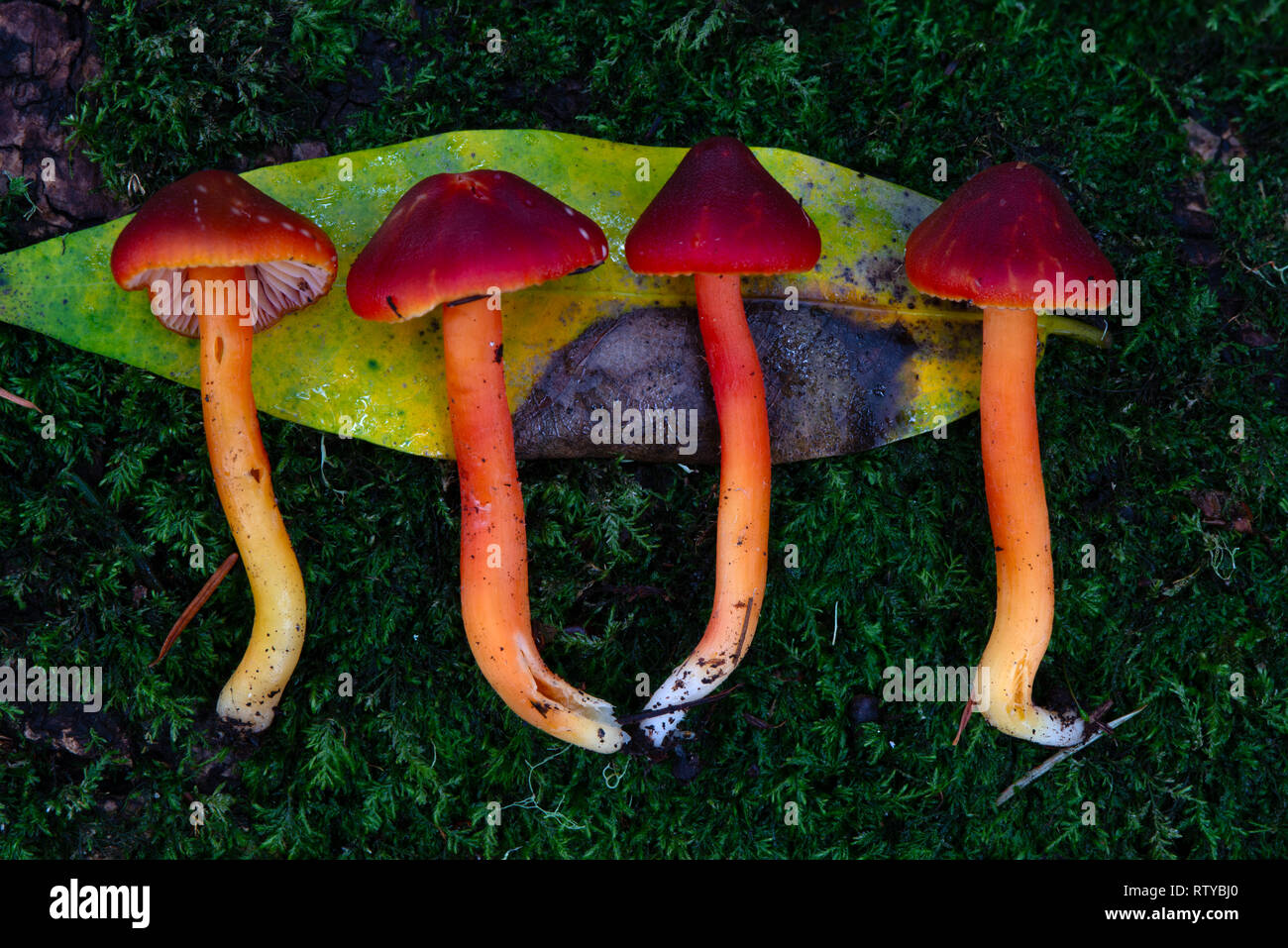Four scarlet waxy cap mushrooms on a bed of moss, with a bay laurel leaf. Stock Photo