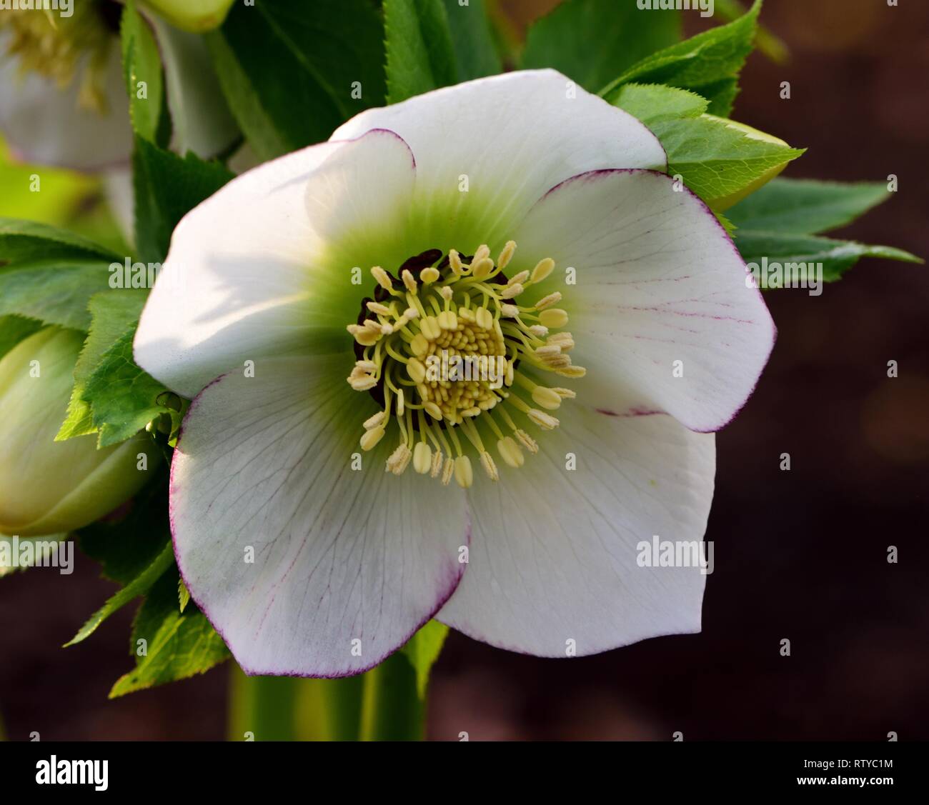 Closeup of white Hellebore bloom Stock Photo Alamy
