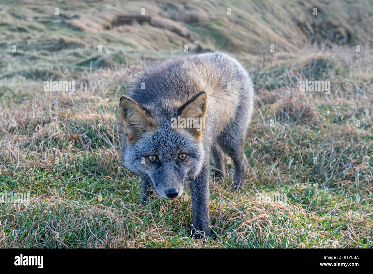 Melanistic fox hi-res stock photography and images - Alamy
