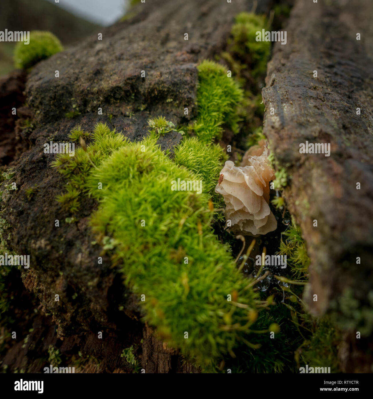 Small white papery fungi growing on a dead tree branch (likely Auricularia mesenterica, Tripe Fungus), UK Stock Photo