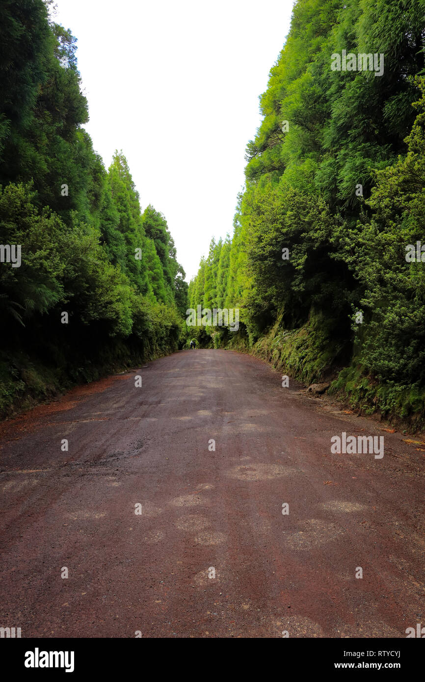 Scenic pathway surrounded trees hi-res stock photography and images - Alamy