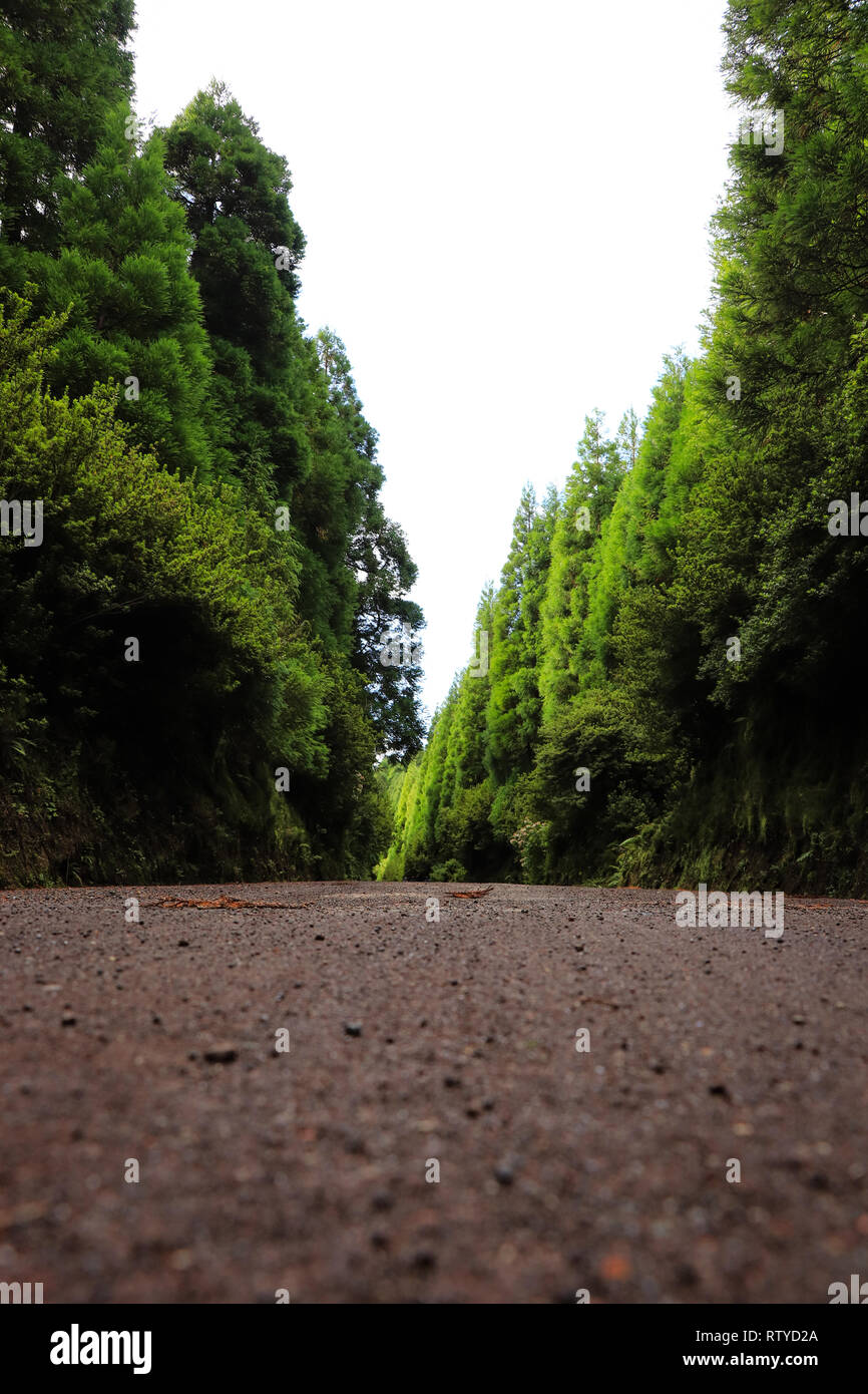 Pathway surrounded by trees hi-res stock photography and images - Alamy