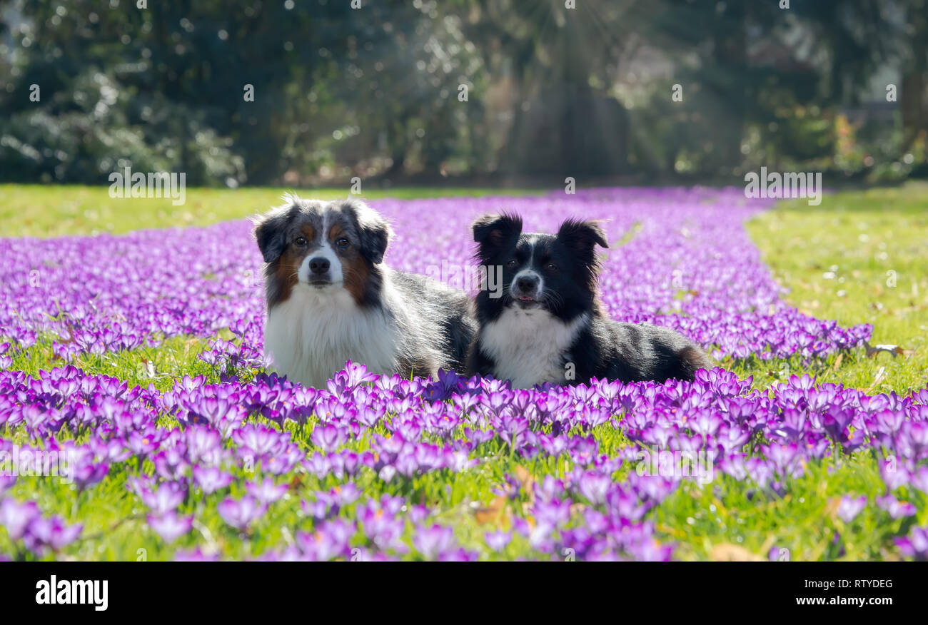 Two Miniature American Shepherd (Mini-Aussie) dogs, blue merle and black bi-color, lying in a purple flowering crocus meadow in spring, Germany Stock Photo