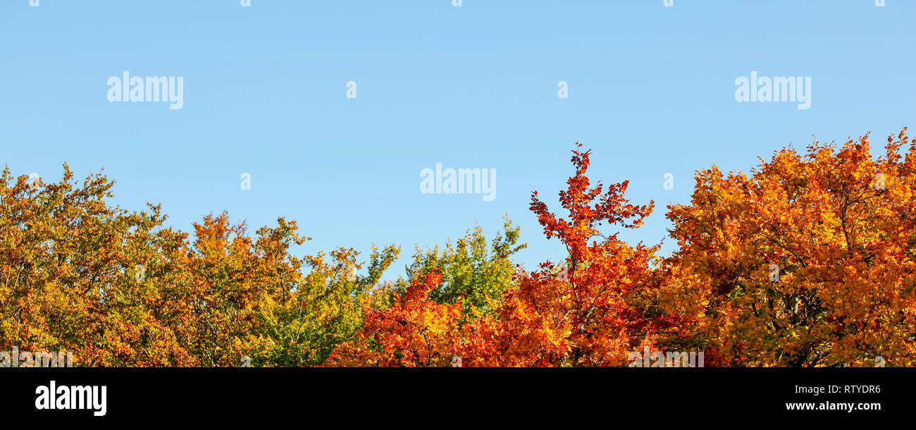 Vibrant coloured leaves on autumn treetop , clear blue sky (space for text) above. Wide banner / fall background. Stock Photo