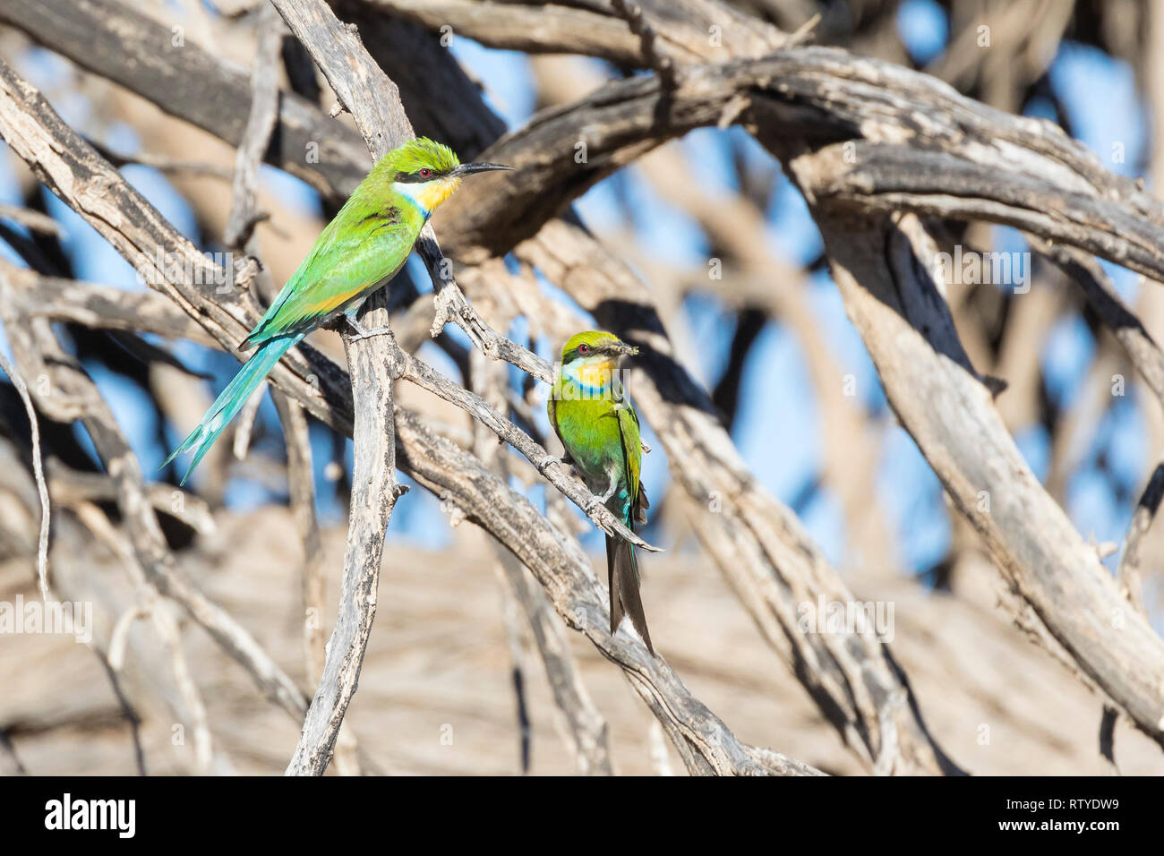 Swallow-Tailed Bee-Eater, Merops hirundineus, Kgalagadi Transfrontier Park, Northern Cape, South Africa perched tree,  Juvenile and adult with insect  Stock Photo