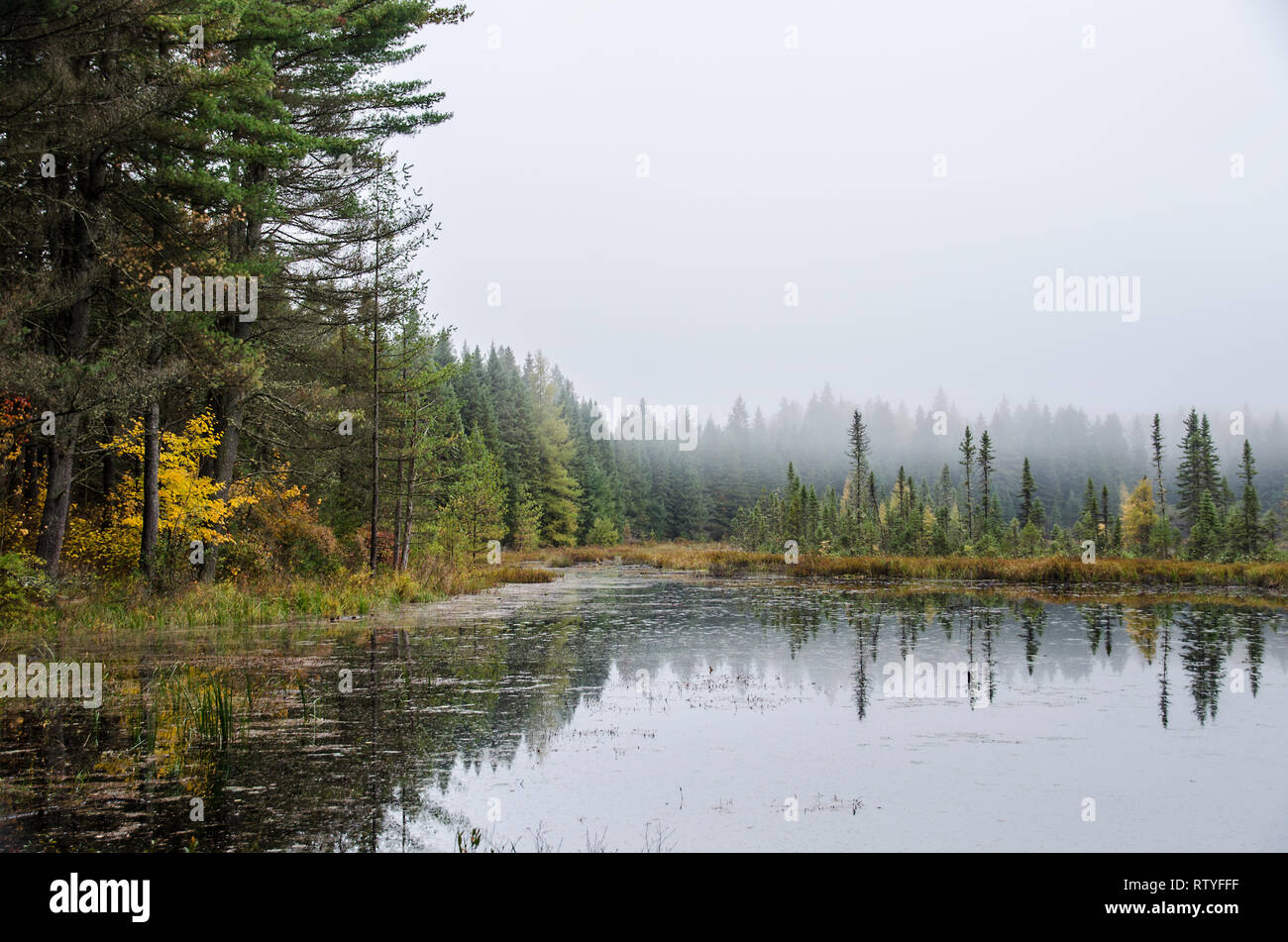 Tamarack Tree Fall Color Tamarack Trees High Resolution Stock Photography and Images - Alamy