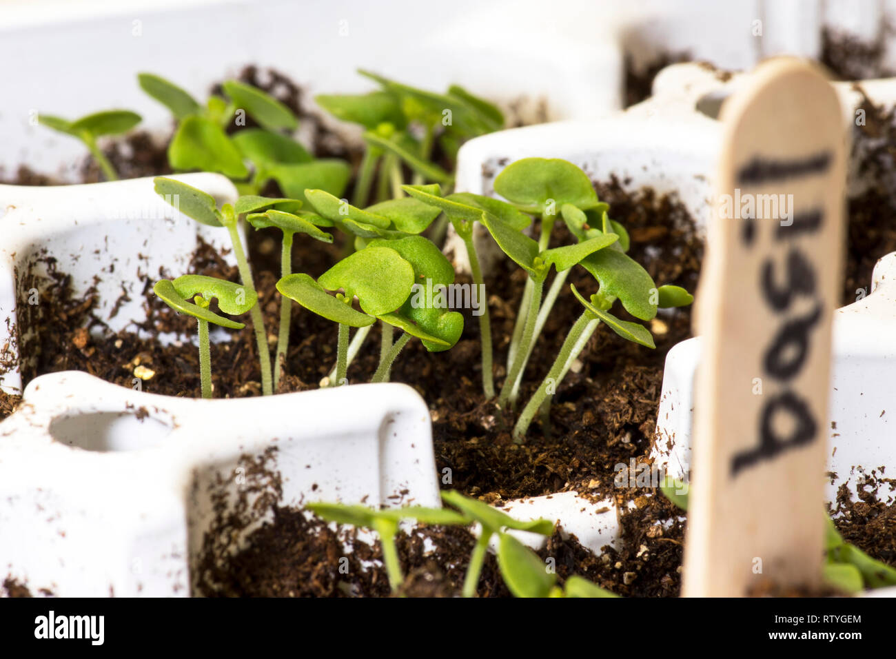 Basil seedlings being grown in a plant tray in the spring time. Stock Photo