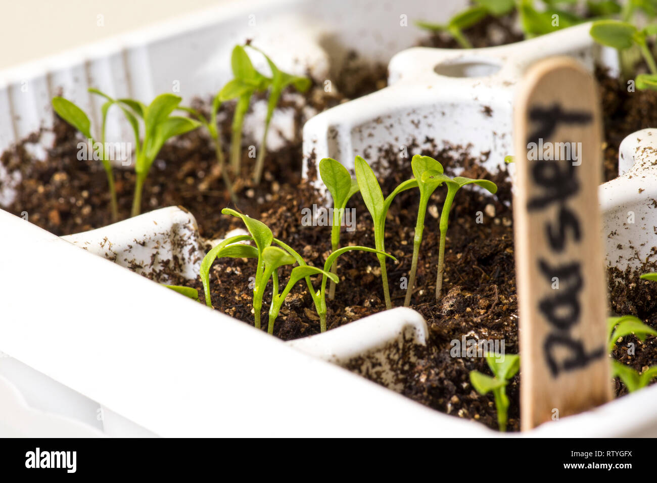 Parsley seedlings being grown in a plant tray in the spring time. Stock Photo