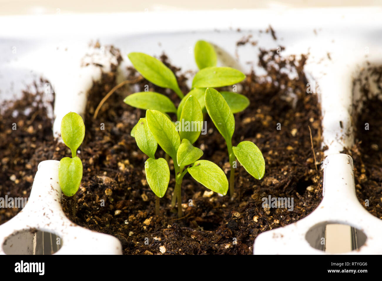 Parsley seedlings being grown in a plant tray in the spring time. Stock Photo