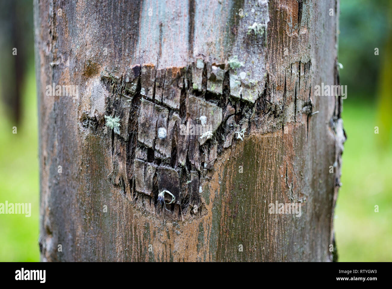 Scars, barks and textures of eucalyptus trees Stock Photo - Alamy