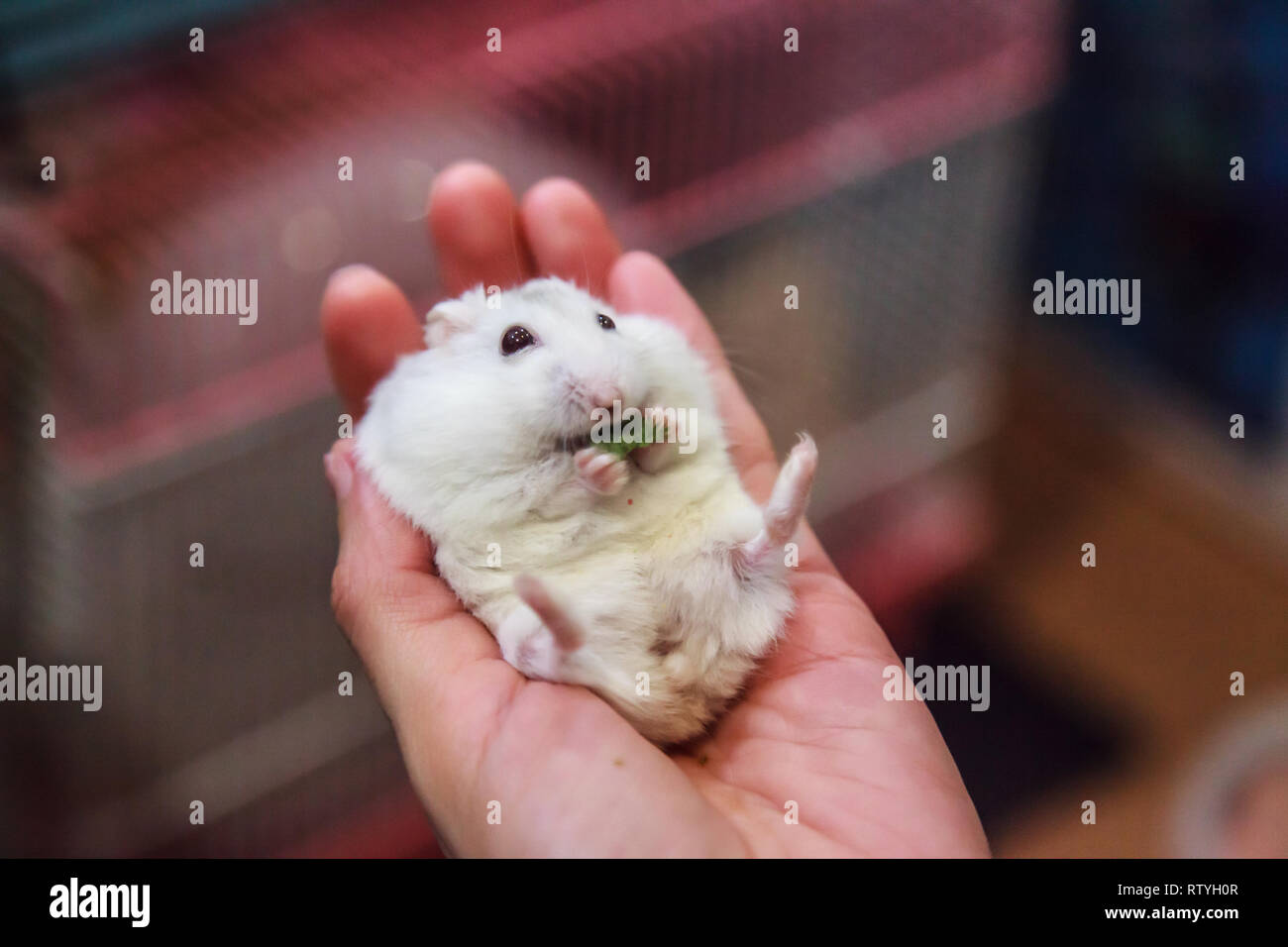 cute hungry female Winter White Dwarf Hamster Winter White Dwarf