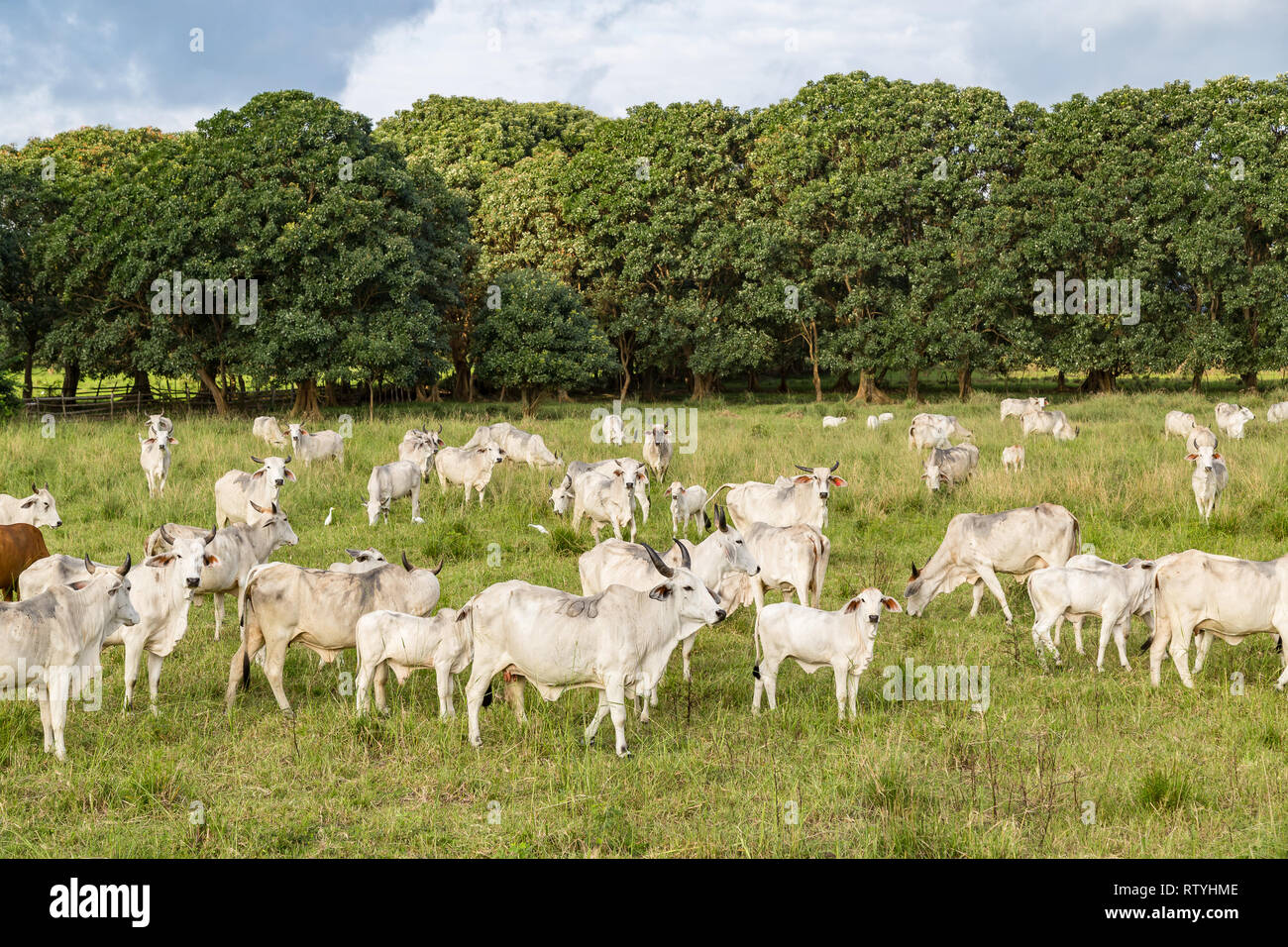 Cebu cattle, white animals mostly on green pastures, on haciendas of the Ecuadorian coast Stock Photo