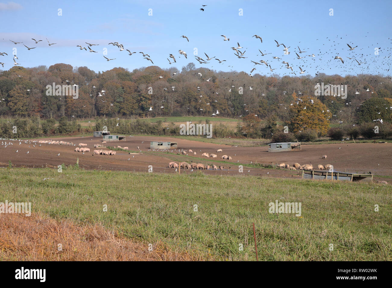 Pig Farm in West Berkshire with masses of flying seagulls Stock Photo