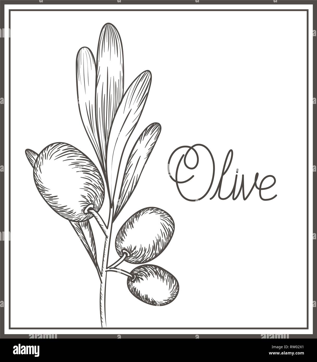 olive flower drawing isolated icon Stock Vector Image & Art Alamy