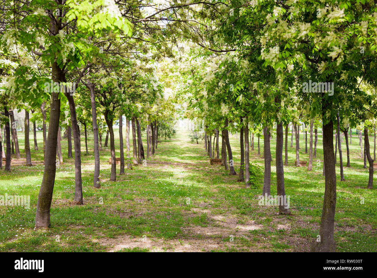 Alley trees in green hi-res stock photography and images - Alamy