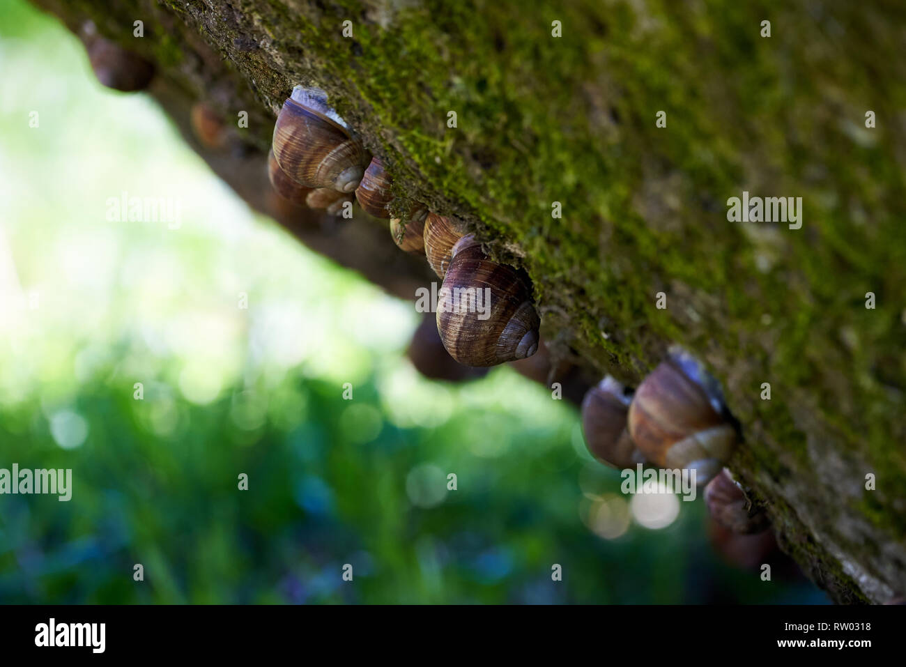Snails hanging from a rock Stock Photo