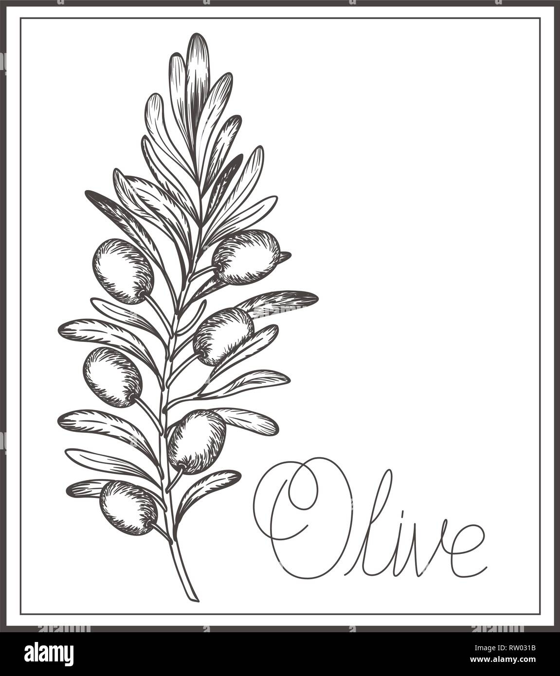 olive flower drawing isolated icon Stock Vector Image & Art Alamy