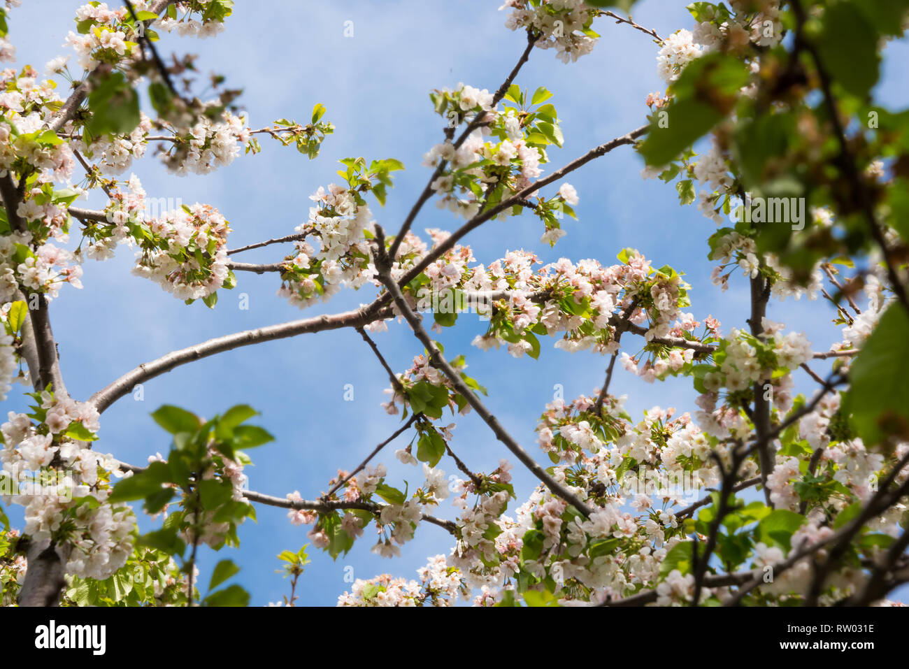 Beautiful blooming trees in hi-res stock photography and images - Alamy