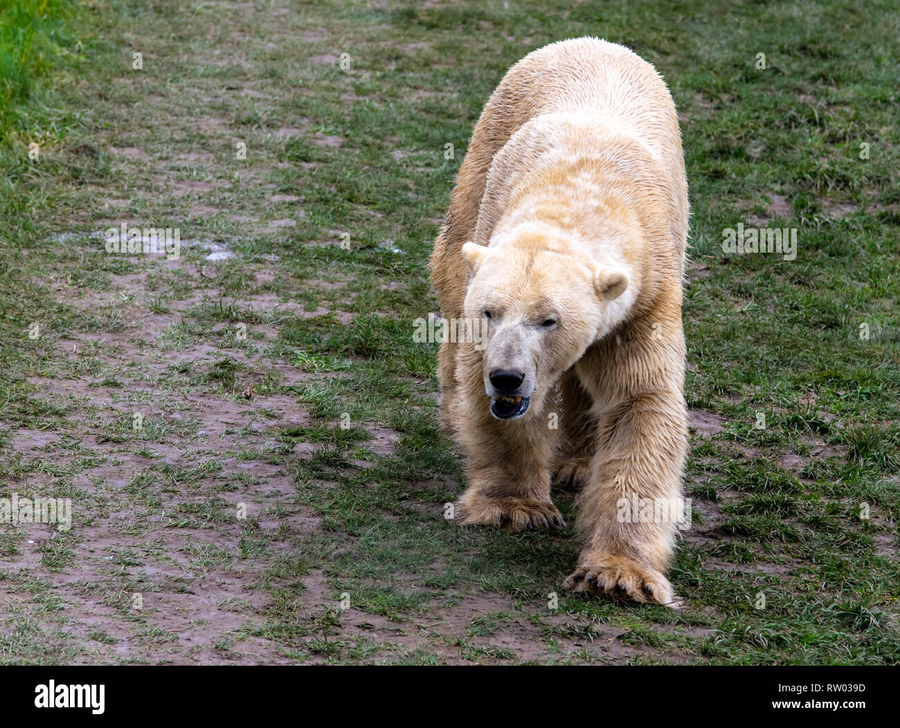 Polar Bear at Yorkshire wildlife park Stock Photo