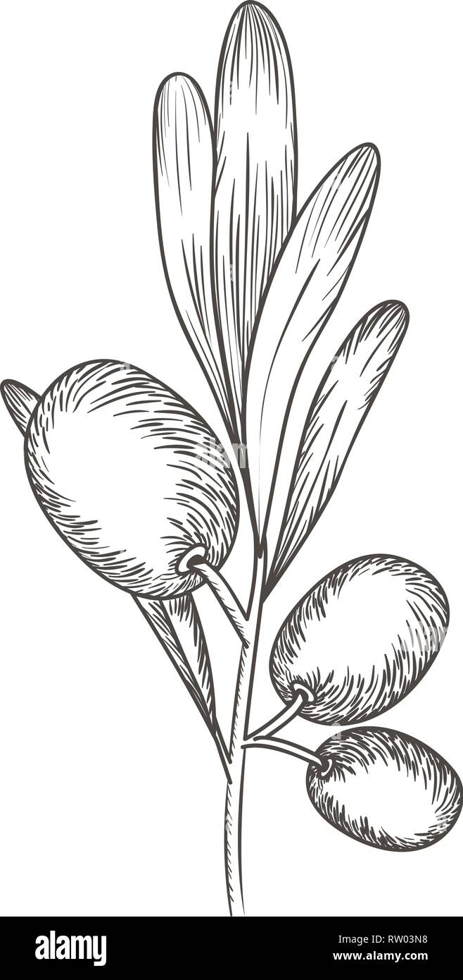 olive flower drawing isolated icon Stock Vector Image & Art Alamy
