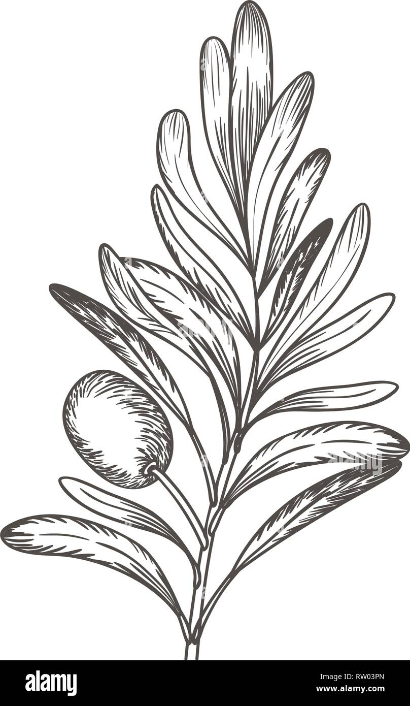 olive flower drawing isolated icon Stock Vector Image & Art Alamy