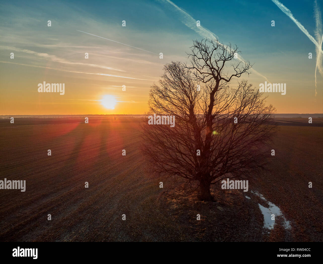Lone oak tree at sunset hi-res stock photography and images - Alamy