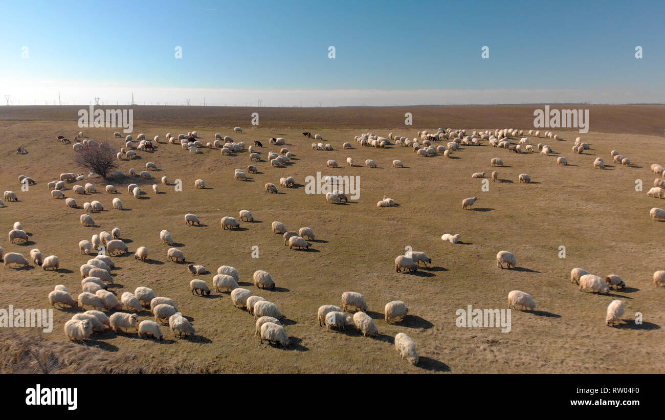 Aerial shot of a flock of sheep on a pasture Stock Photo - Alamy